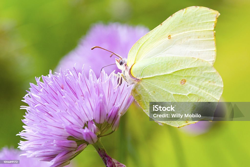 Brimstone butterfly Brimstone butterfly on a chive flower Animal Stock Photo