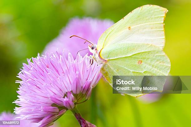 Brimstone Butterfly Stock Photo - Download Image Now - Animal, Brimstone Hill Fortress, Butterfly - Insect