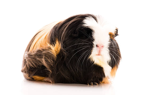 istock guinea pig isolated on the white background 104689223