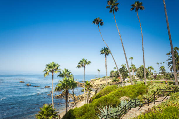 istock Tropical flora in Laguna Beach 1046897090