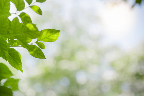 istock green leaves with sunlight bokeh 1046902578
