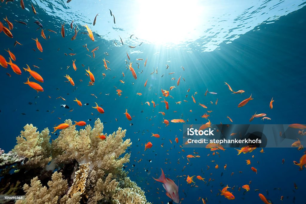 Mar, de coral y peces - Foto de stock de Agua libre de derechos