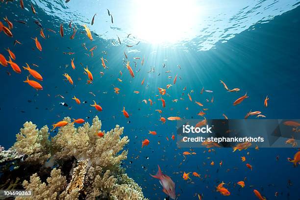 Mar De Coral Y Peces Foto de stock y más banco de imágenes de Agua - Agua, Animal, Arrecife - Fenómeno natural