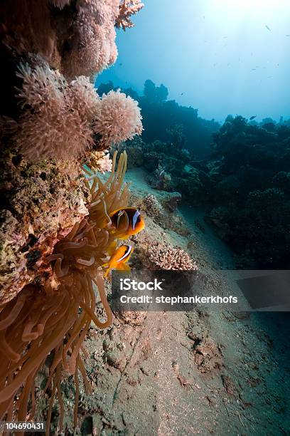 Anémona Y Pez Payaso Foto de stock y más banco de imágenes de Agua - Agua, Animal, Anémona marina - Cnidario