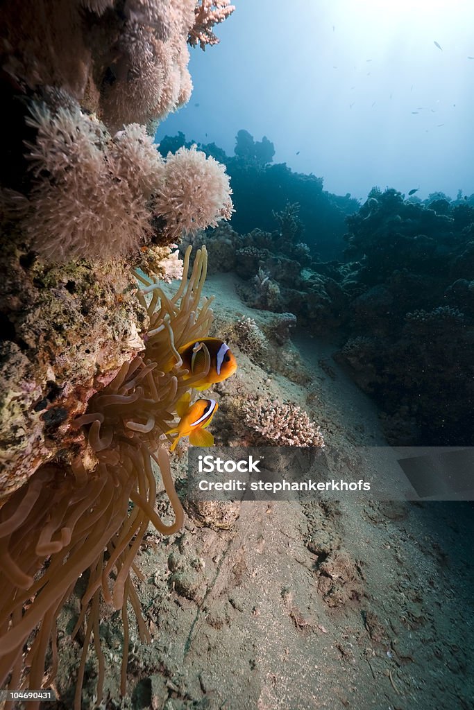 anemone i anemonefish - Zbiór zdjęć royalty-free (Amfiprion)