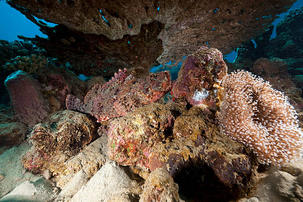 istock scorpionfish and coral 104690507