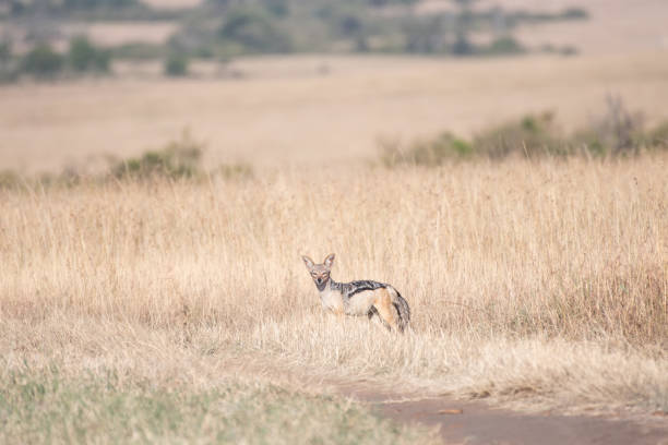 Jackal wild dangerous mammal africa  Kenya