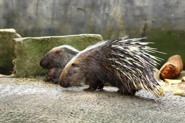 Crested porcupine family close-up.