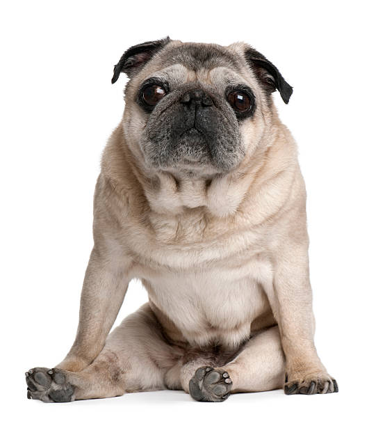 istock Front view of Old Pug, sitting and looking at camera. 104690560