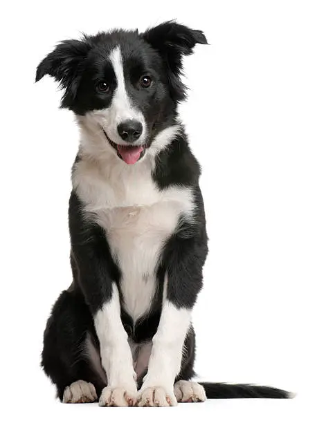Border Collie puppy, 4 months old, sitting in front of white background.