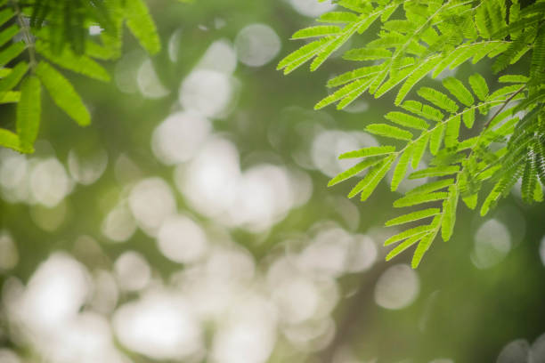 istock green leaves with sunlight bokeh 1046905774