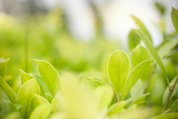 istock green leaves with sunlight bokeh 1046905798