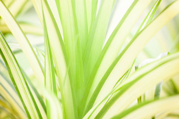 istock green leaves with sunlight bokeh 1046905876