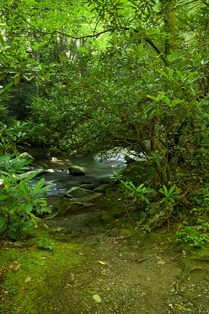 istock Rhododendron, Greenbrier Area, Great Smoky Mtns 104690738