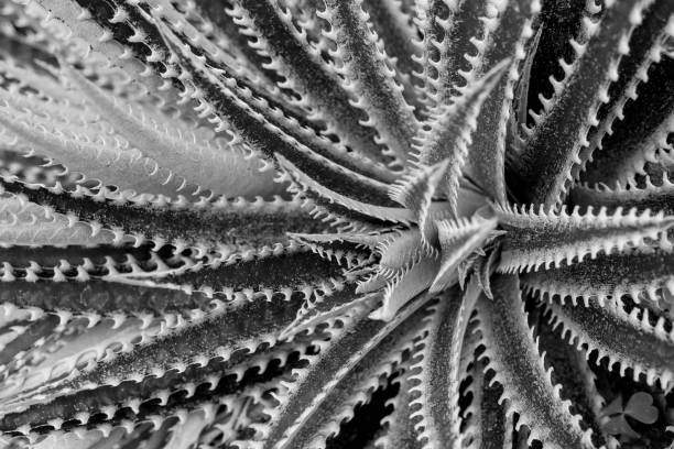 istock abstract background textuer of Cactus succulent plant 1046908594