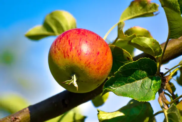 An apple is a sweet, edible fruit produced by an apple tree (Malus pumila).