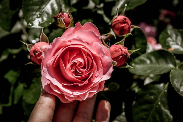 istock Hand holding a rose in a rose  garden 1046908840