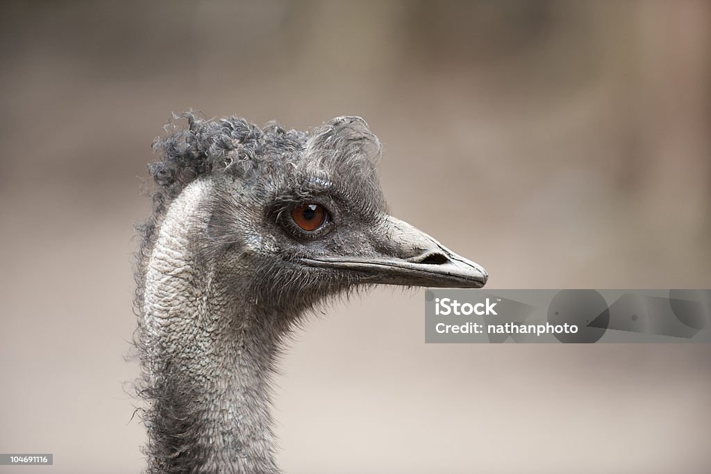 プロフィールの emu 飛べない鳥ヘッド - エミュー�のロイヤリティフリーストックフォト