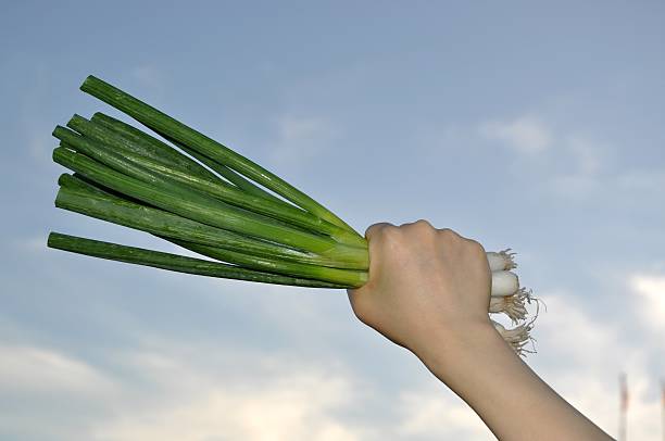 istock Holding green onion with nature view 104691318