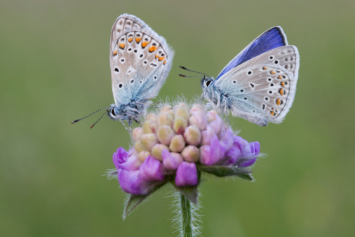 Common little blue butterfly in natural habitat