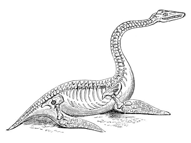 istock Plesiosaurus is a genus of extinct, large marine sauropterygian reptile that lived during the early part of the Jurassic Period 1046916580