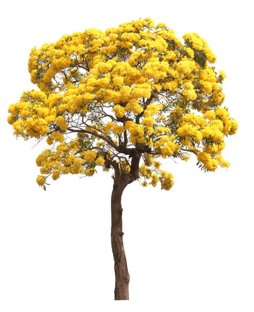 istock isolated tabebuia golden yellow flower blossom tree on white background 1046916598