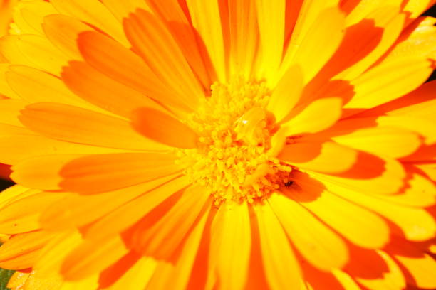istock Orange dahlia, close-up, wallpaper 1046916770