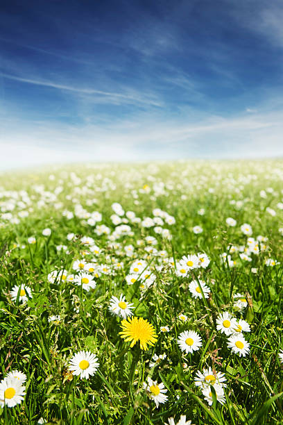 Summer Meadow stock photo