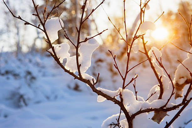 warmer winter sun - tree winter snow landscape stock-fotos und bilder