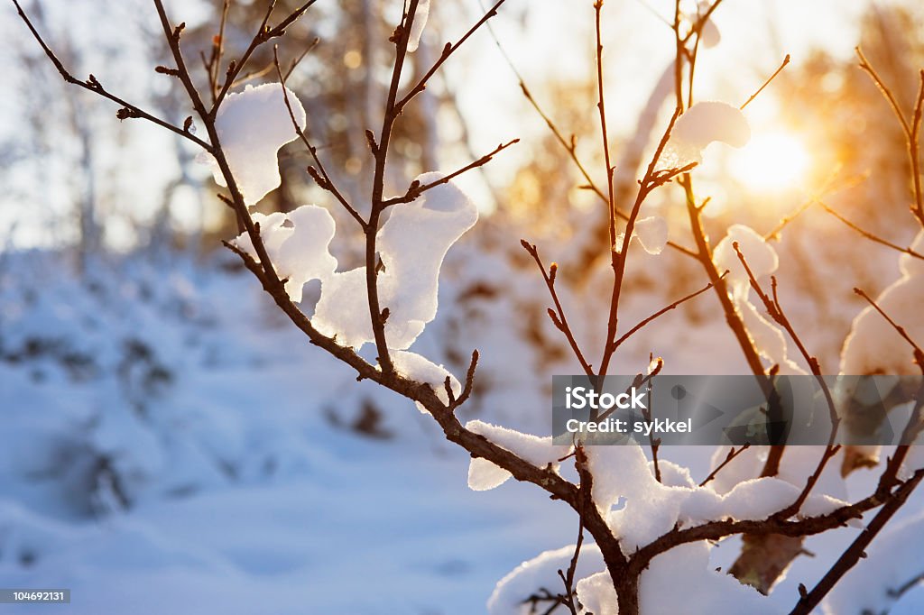 Warm winter sun  Winter Stock Photo