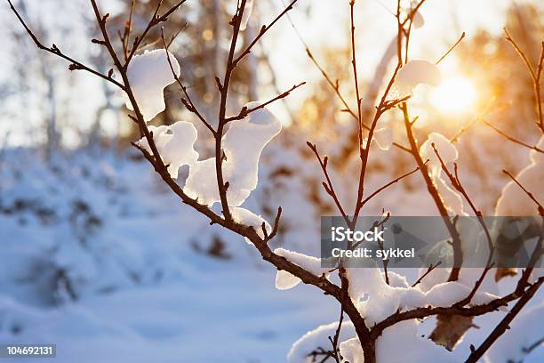 Warm Winter Sun Stock Photo - Download Image Now - Winter, Snow, Sun