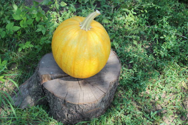 istock Ripe pumpkin in the garden 1046921610