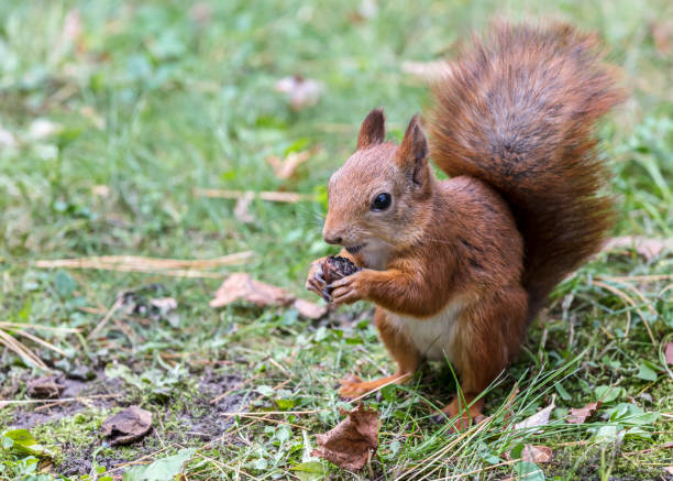 istock funny red squirrel sitting on grass and holding nut 1046921996