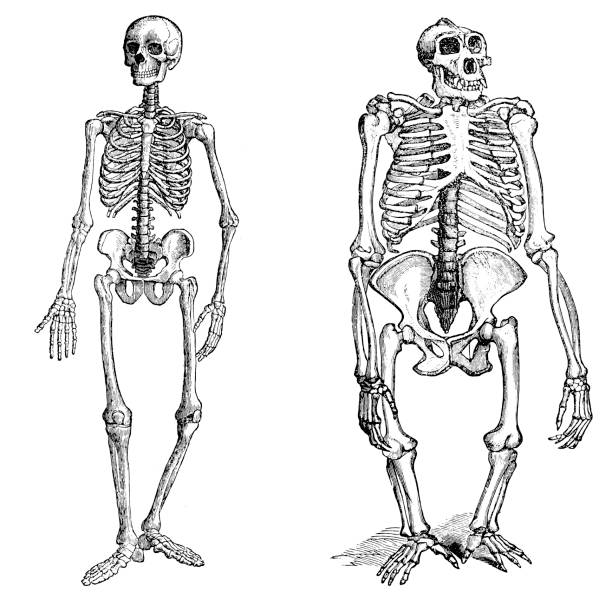 Таблица сравнительная характеристика скелета человека и гориллы Более 100 работ на тему "Clip Art Of A Human Skeleton Side View": стоковые иллюс