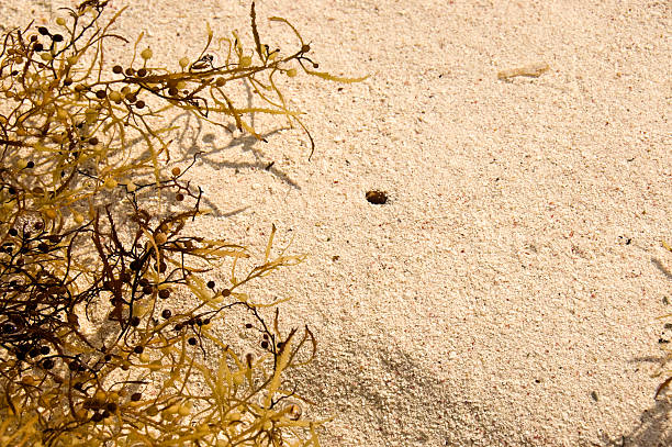 istock Background of sand lined with seaweeds 104692514