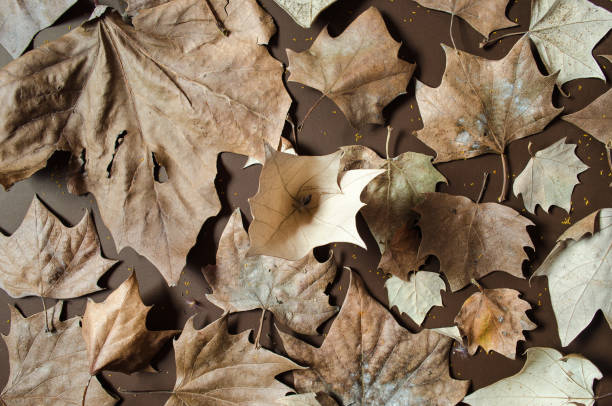 istock Autumn leaves on a isolated brown background 1046925198