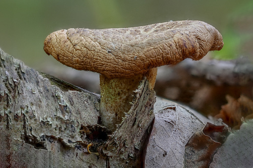 Exotic mushrooms on a wood cutting board