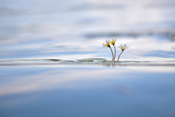 a flower in the sky