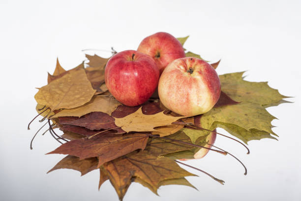 Three apples on table with reflection. Autumn abstract photo.