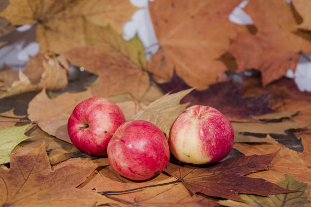 Red apples on yellow autumn leaves background.