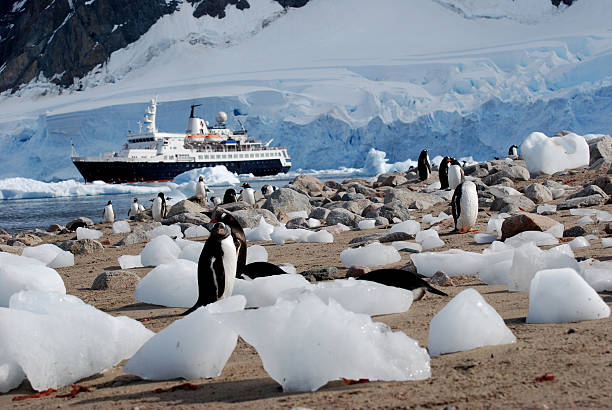 Expedition Ship in Antarctic Waters  gentoo penguin photos stock pictures, royalty-free photos & images