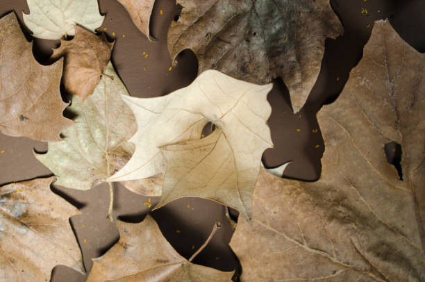 istock Autumn leaves on a isolated brown background 1046927990