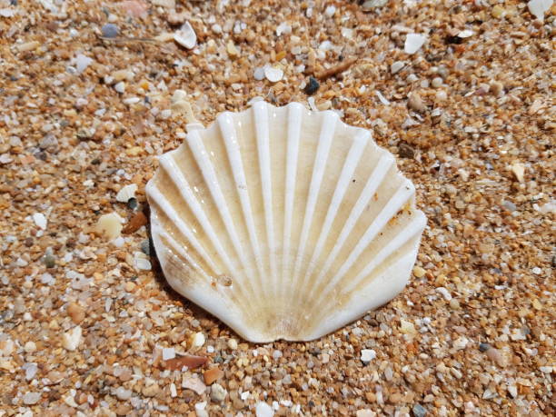 istock Mussels on the beach 1046928416