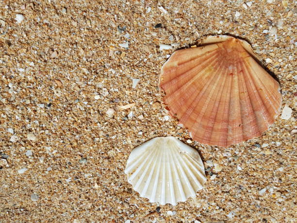 istock Mussels on the beach 1046928484