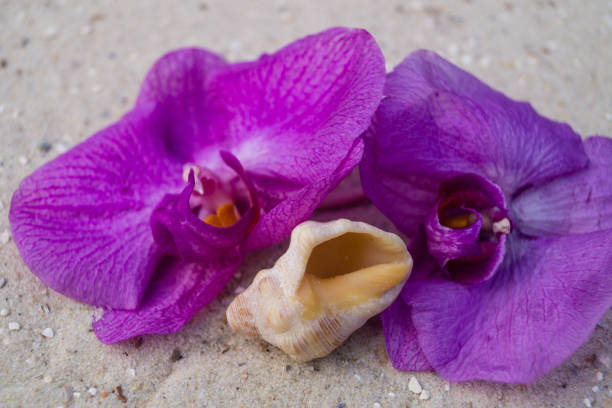 various shells on the beach of the Algarve in Portugal