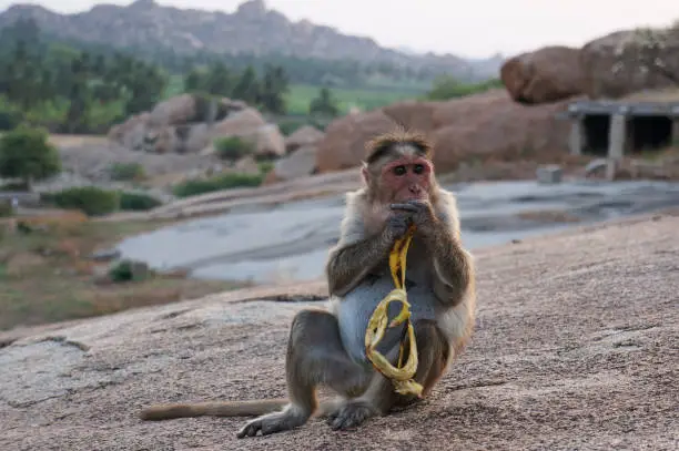 Macaque sits on a rock and eats a banana, India.