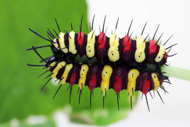 istock colorful butterfly worm on green background 1046928878