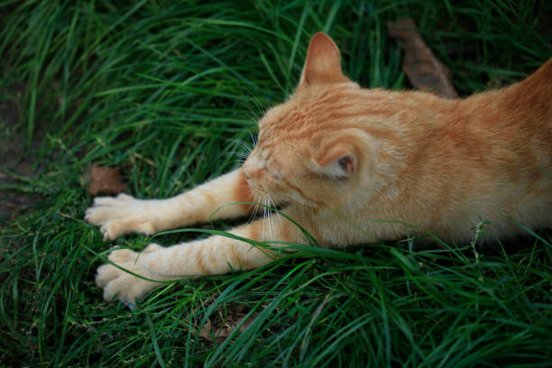 istock portrait of striped cat 1046931106
