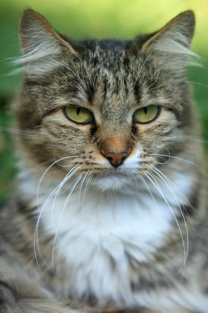 istock portrait of striped cat 1046931122