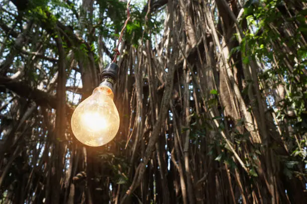 An old incandescent lamp against the backdrop of a huge banyan tree, India, Goa.